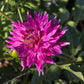 Enchantress Dahlia Plants online shopping