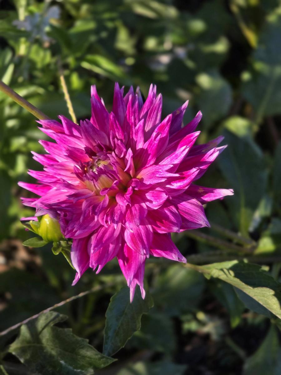 Enchantress Dahlia Plants online shopping