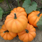 Orangita F1 Pumpkin