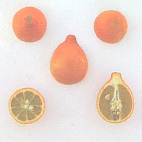 Rangpur Lime x Troyer Citrange Trifoliate Hybrid Budwood citrus plant material online shopping
