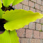 Holar Sunset Python Hosta Plants online shopping