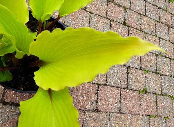 Holar Sunset Python Hosta Plants online shopping
