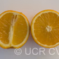 Diller Sweet Orange Budwood citrus plant material online shopping