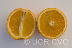 Diller Sweet Orange Budwood citrus plant material online shopping