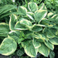 Lakeside Cupid’s Cup Hosta Plants online shopping