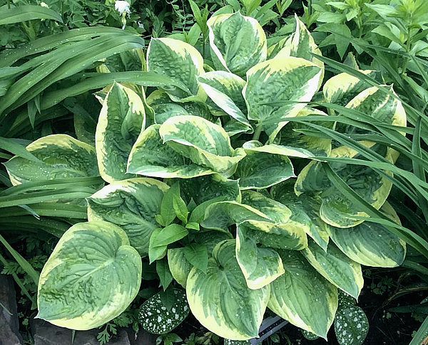 Lakeside Cupid’s Cup Hosta Plants online shopping