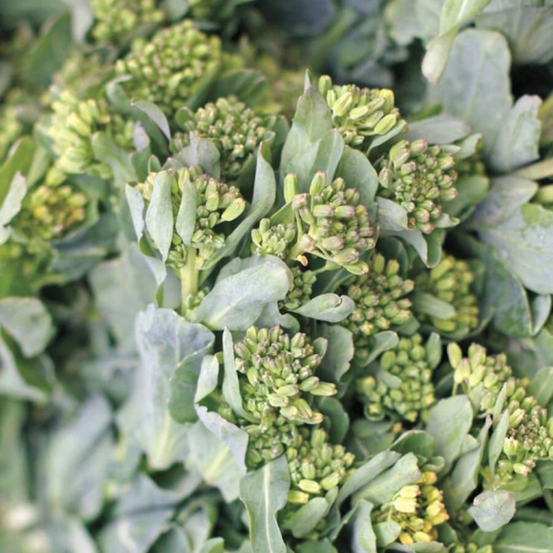 Sorrento Broccoli Raab