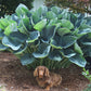 Gentle Giant Hosta Plants online shopping