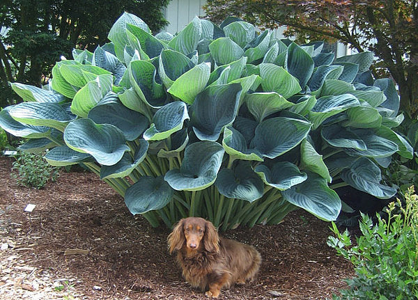 Gentle Giant Hosta Plants online shopping
