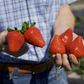 Florida Felicity® Short Day Strawberry