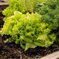 Simpson Elite Lettuce Seeds online shopping