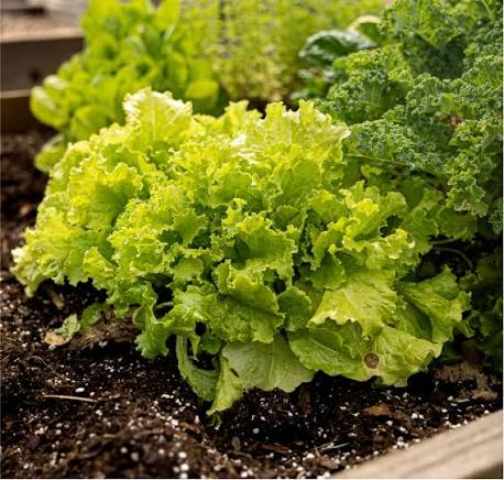 Simpson Elite Lettuce Seeds online shopping