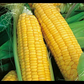 Honey Select F1 Corn