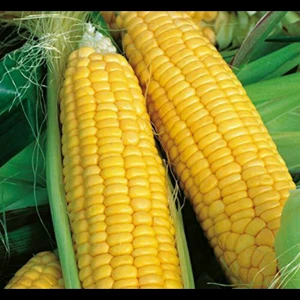 Honey Select F1 Corn