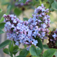 Président Grévy Lilac lilac plant online shopping