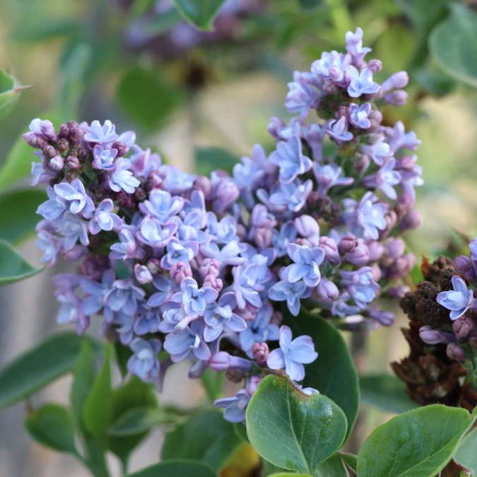 Président Grévy Lilac lilac plant online shopping