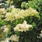 Japanese Tree Lilac lilac plant online shopping