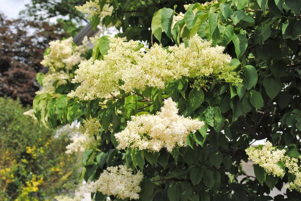 Japanese Tree Lilac lilac plant online shopping