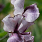 Nimbus Sweet Pea seeds online shopping