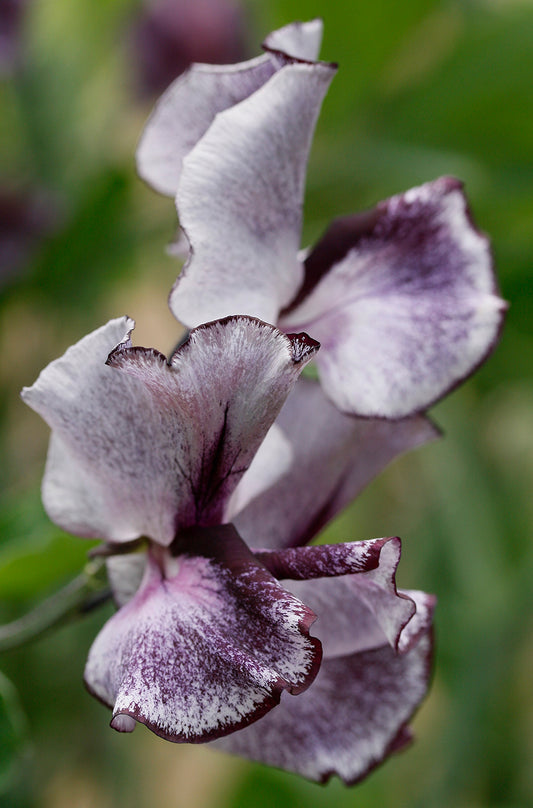 Nimbus Sweet Pea seeds online shopping