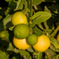 Chulo Key Lime Budwood citrus plant material online shopping