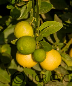 Chulo Key Lime Budwood citrus plant material online shopping