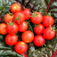 Mountain Magic Tomato