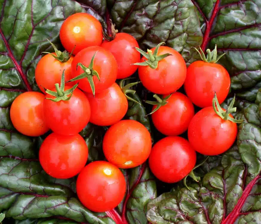 Mountain Magic Tomato
