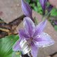 Valley’s Rodeo Hosta Plants online shopping