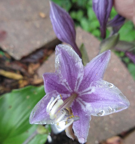 Valley’s Rodeo Hosta Plants online shopping