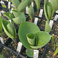 Around And Around Hosta Plants online shopping