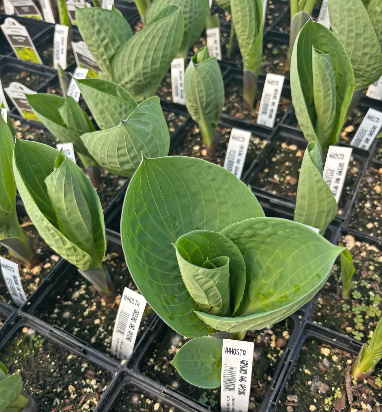 Around And Around Hosta Plants online shopping