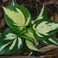 Pathfinder Hosta Plants online shopping