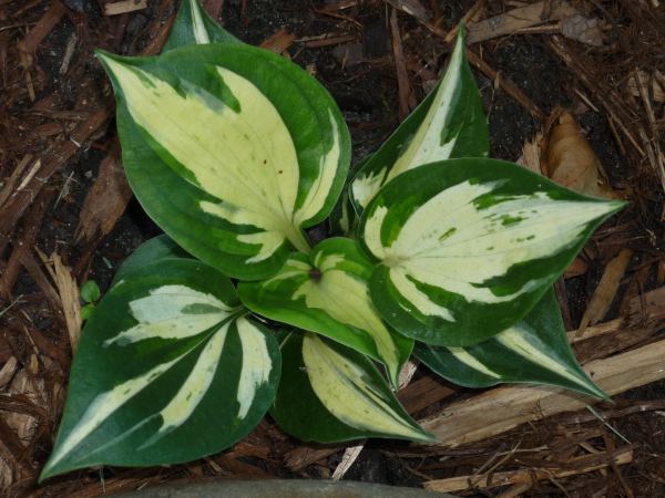 Pathfinder Hosta Plants online shopping