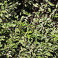 C. Moi Seed citrus plant material online shopping