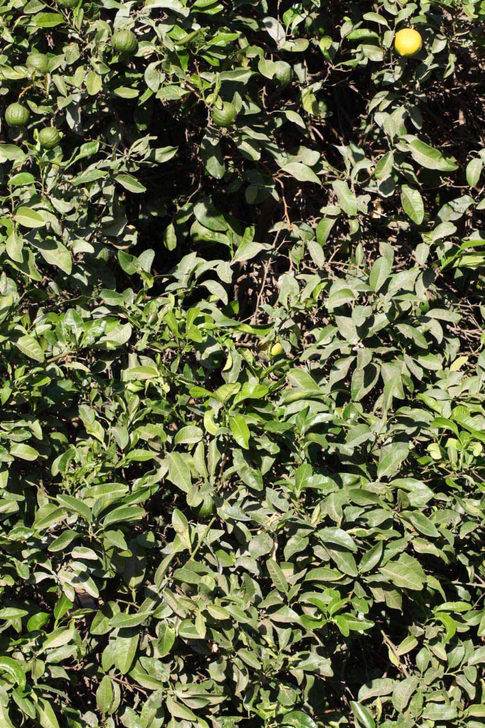 C. Moi Seed citrus plant material online shopping