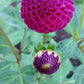 Dot Com Dahlia