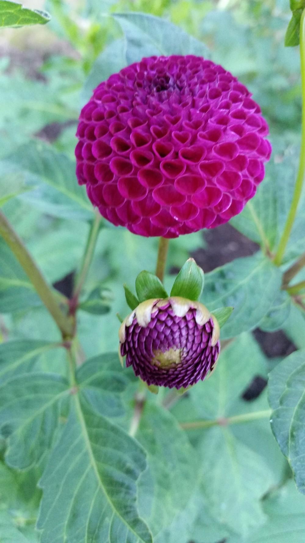 Dot Com Dahlia