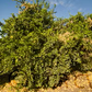 Mexican Lime Budwood citrus plant material online shopping