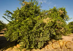 Mexican Lime Budwood citrus plant material online shopping