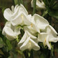 Dorothy Eckford Heirloom Sweet Pea seeds online shopping