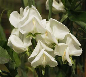 Dorothy Eckford Heirloom Sweet Pea seeds online shopping