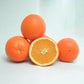Palmer Navel Orange Budwood citrus plant material online shopping