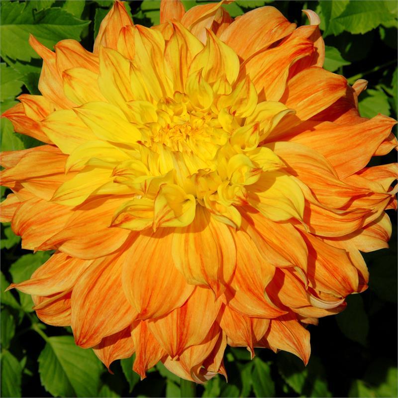 El Sol Dahlia Plants online shopping