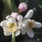 Millsweet Limetta Budwood citrus plant material online shopping