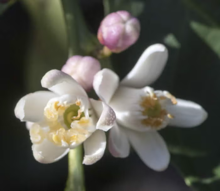 Millsweet Limetta Budwood citrus plant material online shopping