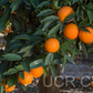 Rotuma Island Sweet Orange Budwood citrus plant material online shopping