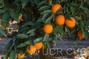 Rotuma Island Sweet Orange Budwood citrus plant material online shopping