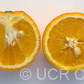 Lima Acidless Sweet Orange Budwood citrus plant material online shopping