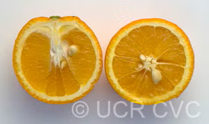 Lima Acidless Sweet Orange Budwood citrus plant material online shopping